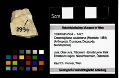 Foto (Objekt + Etikett) von Cracensigillatus acutirostrus (Moericke, 1889)  (NHMW-GEO-1990-0041-2994)